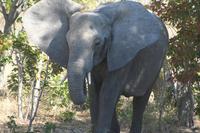 Elefanten als Begleiter