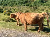 heute nach Dartmoor 