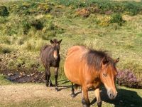 Dartmoorpferde