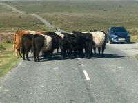 Wer hat denn nun Vorfahrt?