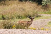 Hirsch