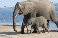 Elefanten zum Frühstück