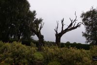 Dieses an einen abgestorbenen Baum erinnernde Hirschgeweih - das Symbol von Glenfiddich Whisky - besteht aus alten Fassdauben