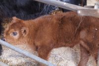 zehn Tage altes Highland-Kälbchen 