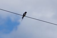Swallow