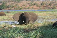 Blässt der Bursche zum Angriff?