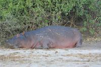 Von der Nacht geschwächtes Hippo