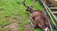 20220815 105111 Reindeer Center Aviemore