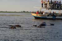 auf dem Chobe