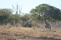 Giraffen rechts,