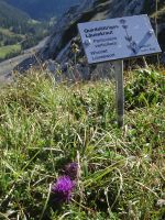 Pilatus - auf dem Blumenpfad