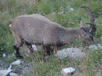 ....leckeres Gras