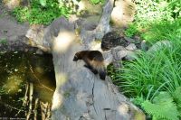 Stockholm - Besuch des Freilichtmuseums Skansen - der Vielfraß