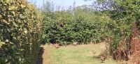 136 Arley Arboratum & Gardens