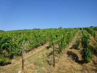 Rüdesheim: Rundfahrt mit dem Winzerexpress