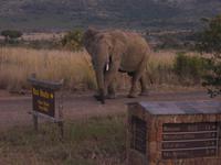 Elefanten-Attacke und wir im Rückzug