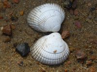 Tag 7 12.08.2022 Wanderung auf der Halbinsel Renote