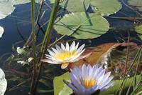 Wasserlilien satt