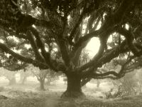 Der Lorbeerwald auf der Hochebene Paúl da Serra 