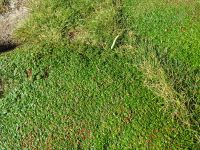  auf den dicken Moospolstern von Downpatrick Head