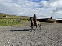 Vorführung auf dem Pferdehof