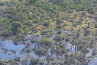 Elefanten beim Wassermarsch