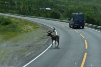 Rentiere als Verkehrsteilnehmer