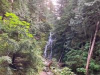 5. Tag – Spaziergang im Ancient Forest