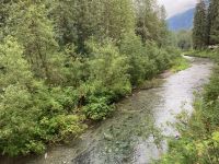 8. Tag – Bärenbeobachtung am Fish Creek – 1. Besuch am Morgen