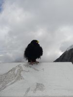 Hungriges Begrüßungskomitee