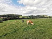 Vor dem Semriacher Hof weiden die Kühe, österreichische Idylle in der Steiermark