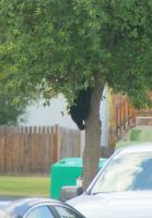 68 Der Bär ist los in Jasper