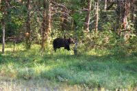 155 Bärenbeobachtungstour