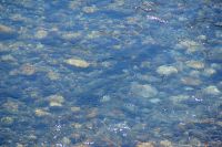156 Lachse im Fluss