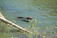 158 Grizzly beim Lachsfang