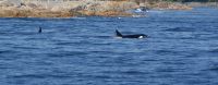 187 Orcas