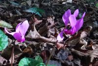 Überall im Wald blühen die wilden Alpenveilchen