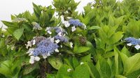 Azoren, Tellerhortensie