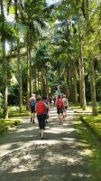 Furnas, Terra Nostra Park, Palmen Allee