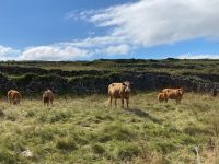 6. Tag – Wanderung auf den Aran Islands