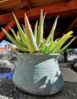 Beim mediterranen Klima auf Rab fühlen sich Sukkulenten wohl