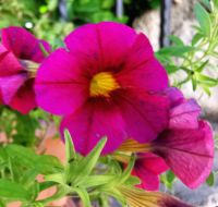 Minipetunie verziert eine Mauer in Rab