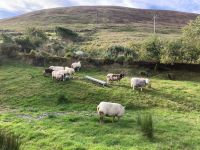 10. Tag – Ring of Kerry – Besuch beim Schäfer Brendan