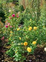 Besuch eines Privatgartens