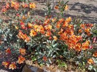 Besuch eines Privatgartens