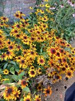 Besuch eines Privatgartens