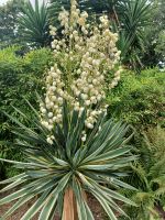 Besuch eines Privatgartens