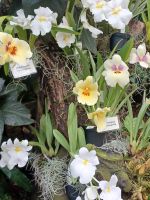 Eric Young Orchid Foundation