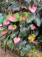 Eric Young Orchid Foundation