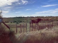 Rinder in der Camargue